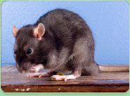 rat control Newquay
