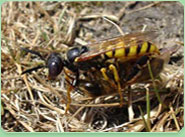 wasp control Newquay